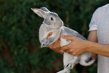 Grey adorable bunny in man hands. cute pet rabbit being cuddled by his owner. love for animals. Easter concept on nature green background