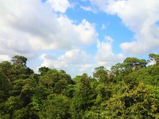 Green forest in MacRitchie Reservoir Park, Singapore