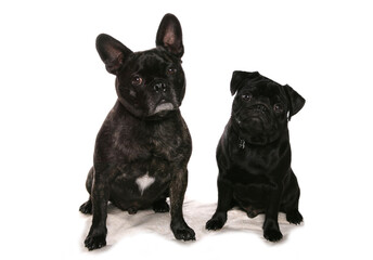 French bulldog and pug