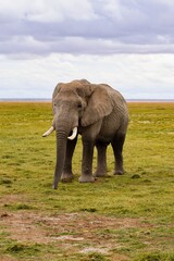 Fototapeta na wymiar view of elephant in amboseli national park