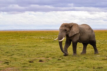 Fototapeta na wymiar view of elephant in amboseli national park