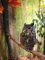 Owl sitting on a tree branch