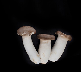   Pleurotus eryngii mushrooms isolated on black background