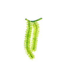 Sea grapes ( green caviar ) seaweed on white background