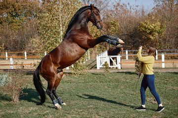 Young woman and beautiful sorrel stallion rearing up in field outdoors, copy space
