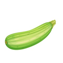 Squash Vegetable vector illustration in cartoon style. Summer fruits for healthy lifestyle. Organic fruit.
