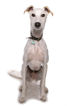 lurcher