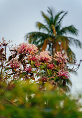 flowers in the park palm miami florida 