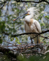 Eurasian spoonbill (Platalea leucorodia) in the rain. Photographed in the Netherlands.