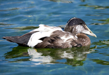 European Eider Duck