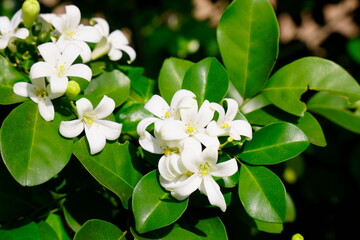Beautiful white orange jasmine(Murraya paniculata) flowers blooming and fragrant in garden.