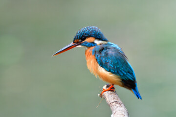 Female of Common kingfisher (Alcedo atthis) enjoy diving in to water in small stream during her visiting to Thailand