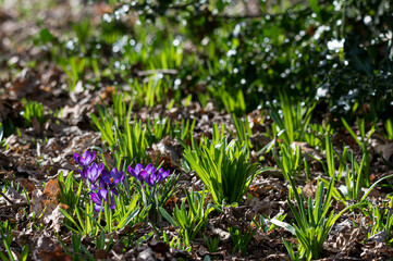 Signs of spring with wild purple crocus flowers and early bluebell flower shoots