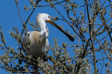 Eurasian spoonbill (Platalea leucorodia) standing in the tree. Photographed in the Netherlands.