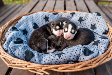sleeping newborn puppies