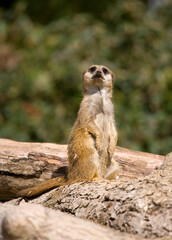 Slender -Tailed Meerkat