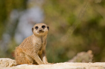 Slender -Tailed Meerkat