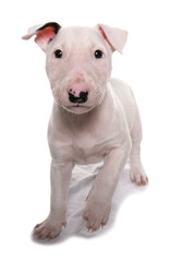 English bull terrier