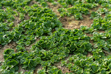 Feldsalat Anbau im Freiland, erntereife Blattrosetten stehen auf dem Feld.