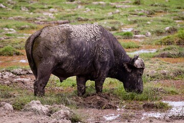 portrait of buffalo in amboseli national park