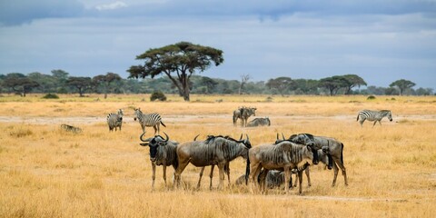 Naklejka na ściany i meble group of wildebeests in amboseli national park