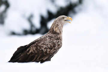 White-tailed eagle on snow in winter, beak open