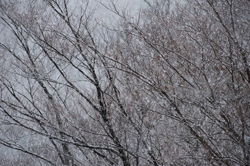 冬の自然風景（山奥に降る雪）２