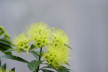 Golden penda, Expo Gold flower blooming in the garden, Close up.