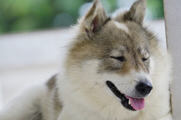 Close up photo of a face dog.