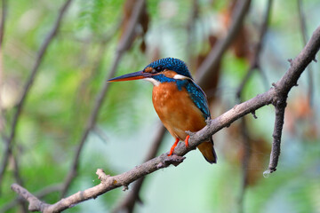 bird is hiding and resing on wooden stick after fed by breakfast fresh fish in stream, common kingfisher