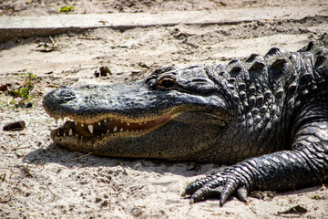 Alligator