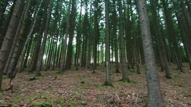 View between rows of long trees, 4K, 50fps