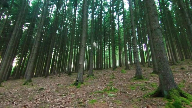 View between rows of long trees in forest, 4K, 50fps