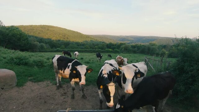 Curious cows on a meadow in the beautiful landscape of La Roche en Ardenne, Ardennes, Belgium, Europe, 4K, 50fps