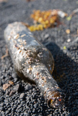 eine uralte Flaschenpost mit Wünschen, jahrzehnte im Meer unterwegs, angespült am Strand