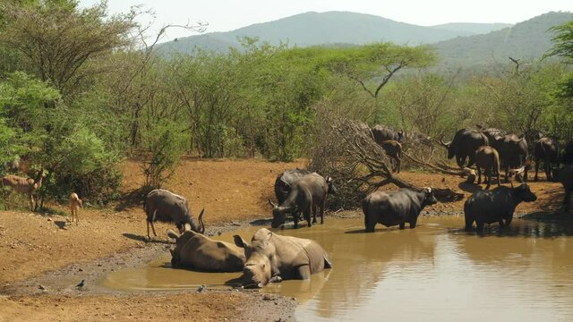 Southern White Rhinos Bathe in Water Hole by Buffalo and Antelope Herds