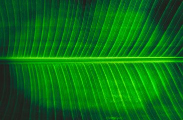 Dark Green Banana Leaf Background for Design