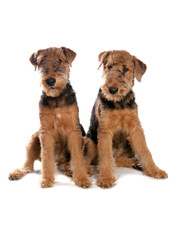 Airedale Terriers 1