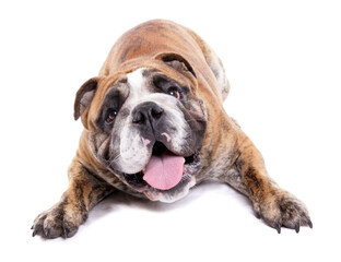 English Bulldog 2