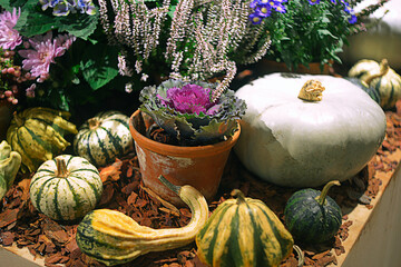 Autumn decorative harvest composition with decorative pumpkins and chrysanthemums - 416544411
