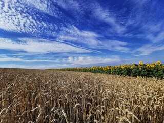 field of wheat