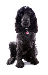 english cocker spaniel 3
