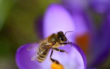 A honey bee collects pollen from a purple crocus in a meadow in Bavaria in springtime