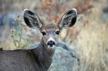 Young deer portrait - Rocky Mountains National Park, Colorado