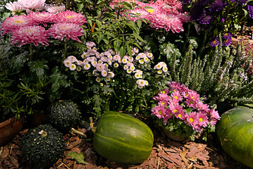 Autumn decorative harvest composition with pumpkins and chrysanthemums - 416544891