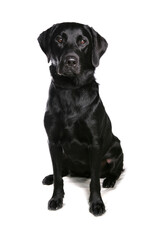 Labrador Retriever 4