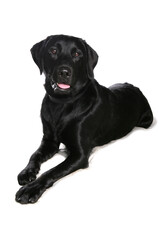 Labrador Retriever 5