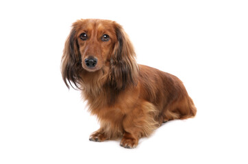 Longhaired standard dachshund 2