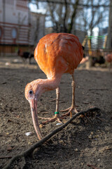 Scarlet ibis on the run in the zoo