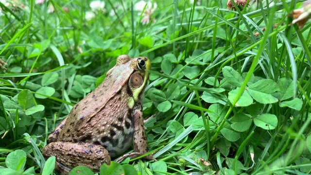 Close Up of a Common Water Frog Sitting Amidst Green Grass and Leaves